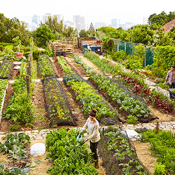 Composting Option 4